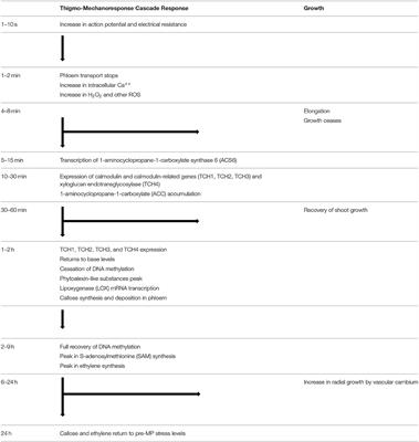 Mechanosensing and Plant Growth Regulators Elicited During the Thigmomorphogenetic Response